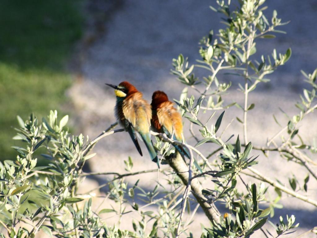 Peretti Farm stay Fonteblanda